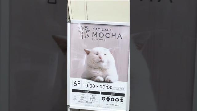What could be better than merging kitties and coffee (or matcha lattes 🍵)?!

Ryan thought that this concept was weird and was apprehensive to visit, but as soon as he entered Cat Cafe Mocha in Shinjuku and saw the little kitties jumping around (and the place didn’t smell like cat pee), he was sold. 

A cafe and co-working space, Cat Cafe Mocha is a cat-lover’s dream. It is a bit expensive (you pay for every ten minutes you are there), but the costs max out after a certain point and unlimited matcha lattes, coffees, and teas are part of the package. 

The best part was watching the very synchronized and coordinated cat feeding in the evening. 

Would you go?!
.
.
.
.
.
.
.
#CatCafeMocha #CatCafeJapan #KittiesAndCoffee #TokyoAdventures #TokyoVibes #JapanExplorers #JapanForDays #CatLoverJapan #TokyoSaturday #WeekendInTokyo #SaturdayPlans #GayTravelTokyo #LGBTQJapan #ExploreWithPride #CoffeeAndCats #CozyCafeVibes #JapanExperience #UniqueJapan #TokyoLife #CatCafeLovers #MatchaLover #JapanBucketList #TokyoCoffeeCulture #GayTravelAsia #PetFriendlyJapan #SaturdayInJapan #CuteCafeTokyo #CatLoversUnite #TravelWithCats